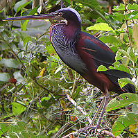 Agami-Heron