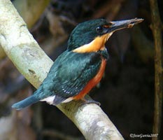 American Pygmy Kingfisher