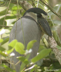 Boat Billed Heron