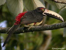 Collared Aracari