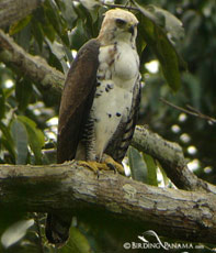 Ornate Hawk-Eagle