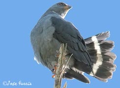 Plumbeus Hawk-Globally Threatened