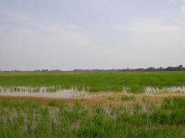 Tocumen Marsh