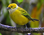 Silver-throated-Tanager