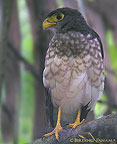 Slaty-backed-Forest-falcon