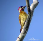 Spot-Breasted-Woodpecker