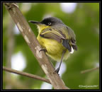 common-tody-flycatcher