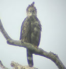 crested-eagle