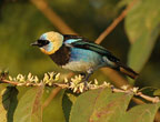 golden-hooded-tanager