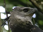 harpy-eagle