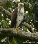 ornate-hawk-eagle