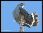 plumbeous-hawk