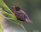 red-breasted-blackbird
