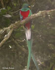 resplendent-quetzal