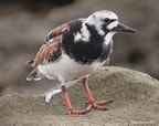 ruddy-turnstone