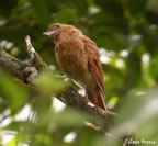 rufous-mourner