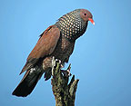 scaled-pigeon
