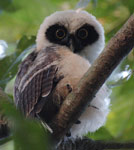 spectacled-owl