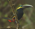 yellow-eared-toucanet1
