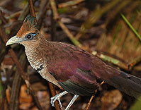 Ground-Cuckoo