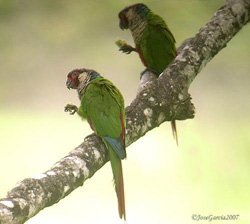 Azuero Parakeet