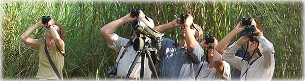 Panama Birding