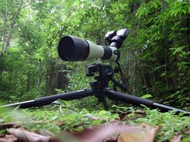 Digiscoping Panama