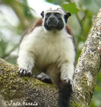 Geoffrey's Tamarin