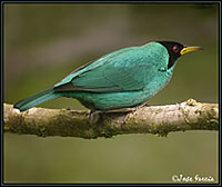 green-honeycreeper