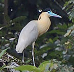 Capped-Heron