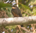 Dusky-backed-Jacamar