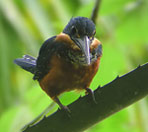Green-and-Rufous-Kingfisher