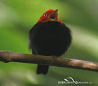 Red-capped-Manakin