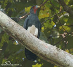 Red-throated-Caracara
