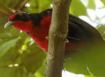 Rosy-thrush-Tanager