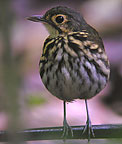 Streak-chested-Antpitta