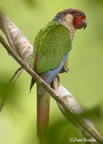 azuero-parakeet