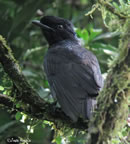 bare-necked-umbrella-bird