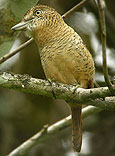 barred-puffbird