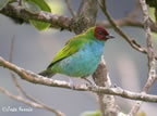 bay-headed-tanager