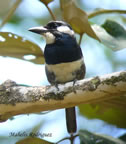 black-breasted-puffbird