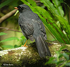black-faced-solitaire