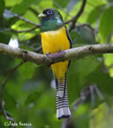 black-throated-trogon