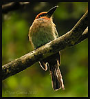 broad-billed-motmot