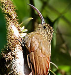 Brown-billed-Scythebill