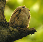 common-potoo