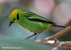 emerald-tanger