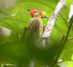 golden-green-woodpecker
