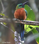 great-jacamar