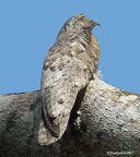 great-potoo